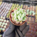 Echeveria Setosa Sukulent