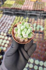 Echeveria Setosa Sukulent