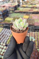 Echeveria Setosa Sukulent - Görsel 2