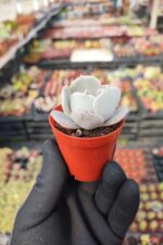 Echeveria Pollux - Görsel 2