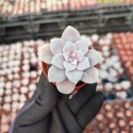 Graptopetalum Superbum