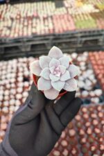 Graptopetalum Superbum