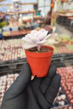 Graptopetalum Superbum - Görsel 2