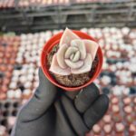 Graptoveria Albert Baynes Sukulent