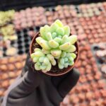 Sedum Clavatum Sukulent
