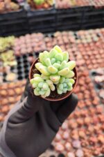 Sedum Clavatum Sukulent