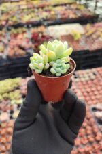 Sedum Clavatum Sukulent - Görsel 2