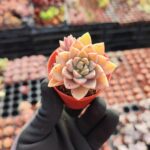 Graptopetalum Urla Pink