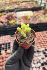 Sedum Multiceps Bonsai - Görsel 2