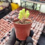 Sedum Multiceps Bonsai