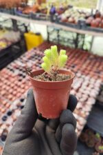 Sedum Multiceps Bonsai