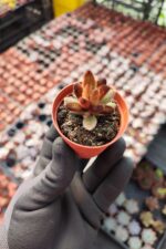 Kalanchoe Chocolate Soldier - Görsel 2