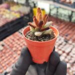 Kalanchoe Chocolate Soldier