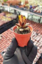 Kalanchoe Chocolate Soldier