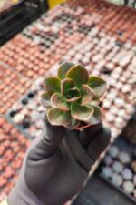Echeveria Melaco
