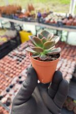 Echeveria Melaco - Görsel 2