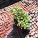 Crassula Lanuginosa Sukulent