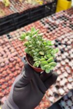Crassula Lanuginosa Sukulent