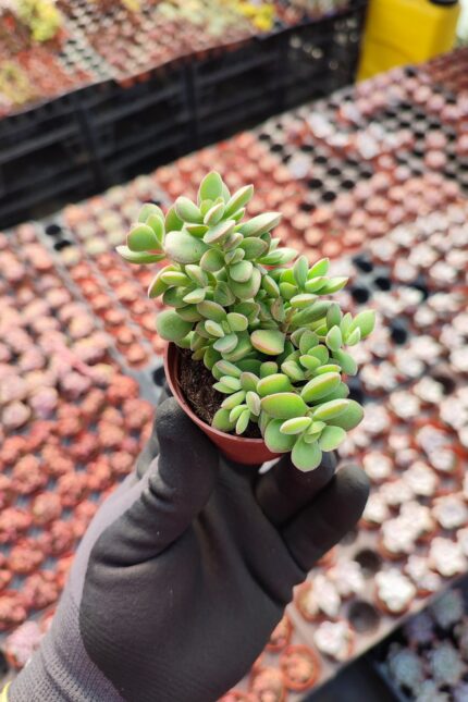 Crassula Lanuginosa Sukulent