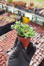 Crassula Lanuginosa Sukulent - Görsel 2