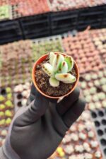 Kalanchoe Panda Plant - Görsel 2