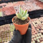 Kalanchoe Panda Plant