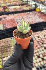 Kalanchoe Panda Plant