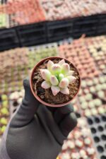 Pachyphytum hookeri - Görsel 2
