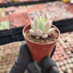 Pachyphytum hookeri