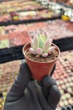Pachyphytum hookeri