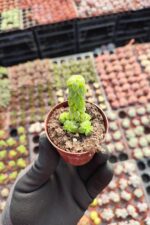 Peperomia columella - Görsel 2