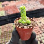 Peperomia columella