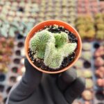 Opuntia tuna cristata Beyin Kaktüs
