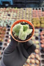 Opuntia tuna cristata Beyin Kaktüs