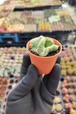 Opuntia tuna cristata Beyin Kaktüs - Görsel 2
