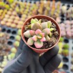 Anacampseros Telephiastrum Sunrise