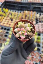 Anacampseros Telephiastrum Sunrise