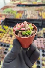 Anacampseros Telephiastrum Sunrise - Görsel 2