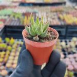 Haworthia concolor