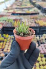 Haworthia concolor