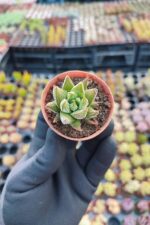 Haworthia concolor - Görsel 2