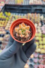 Haworthia Enon - Görsel 2