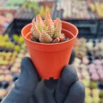 Haworthia Enon