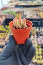 Haworthia Enon