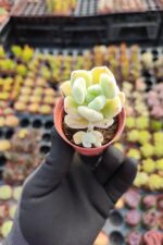 Echeveria Pulvinata Frosty - Görsel 2
