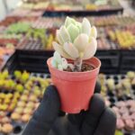 Echeveria Pulvinata Frosty