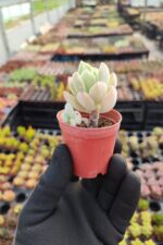Echeveria Pulvinata Frosty
