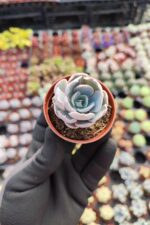 Echeveria Subsessilis Sukulent - Görsel 2