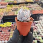 Echeveria Subsessilis Sukulent
