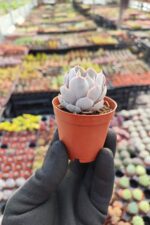 Echeveria Subsessilis Sukulent